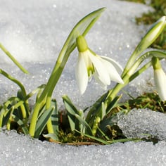 Giant Snowdrop 2