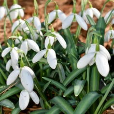Giant Snowdrop 3