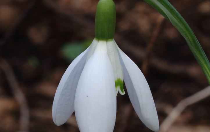 Common Snowdrop