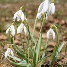 Common Snowdrop 2