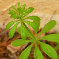 Catchweed Bedstraw 4