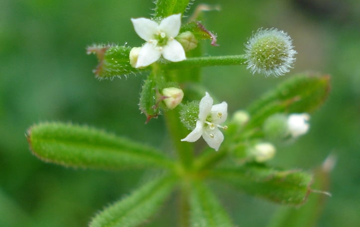 Catchweed Bedstraw