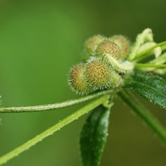 Catchweed Bedstraw 2