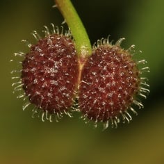 Catchweed Bedstraw 3