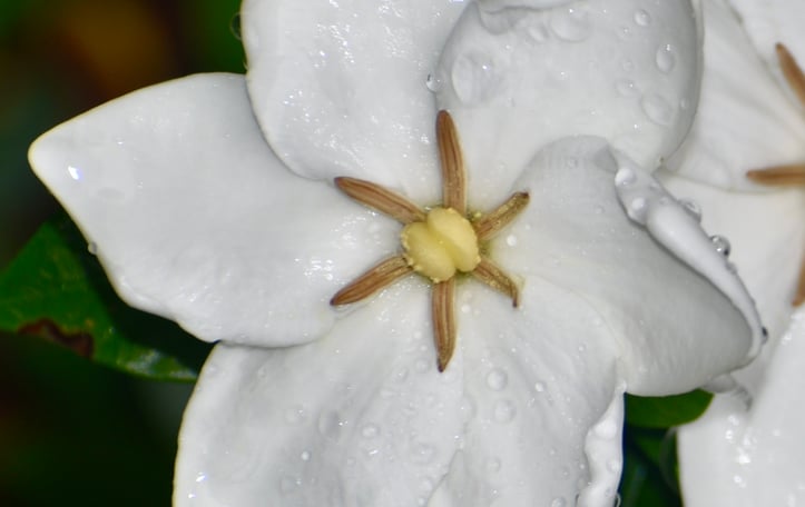 Cape Jasmine