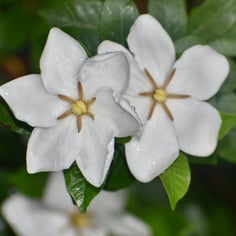 Cape Jasmine 4