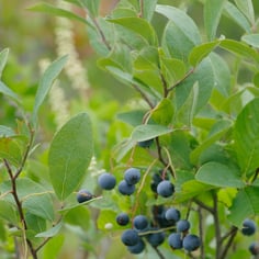 Blue Huckleberry 3