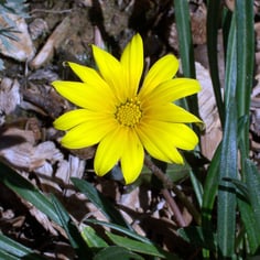 Colorado Gold Gazania 2