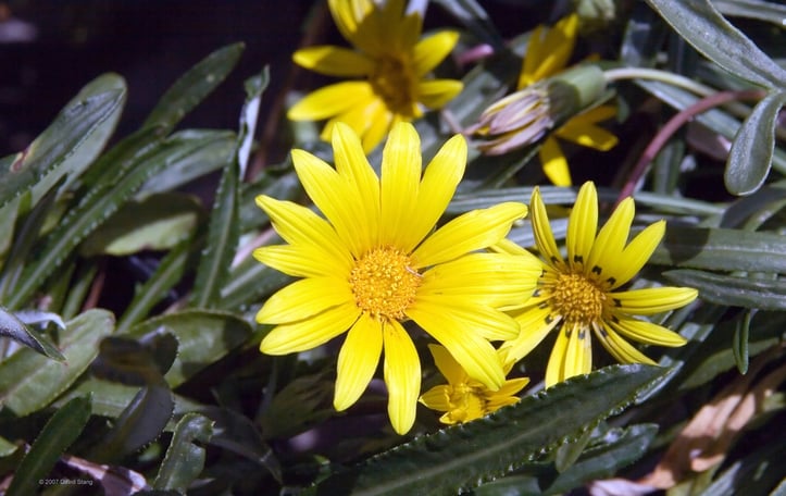 Colorado Gold Gazania