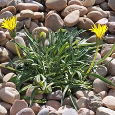 Colorado Gold Gazania 3