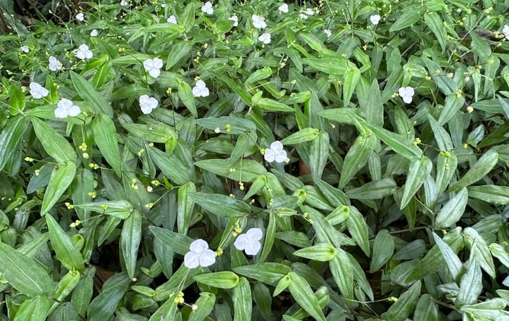 Tahitian Bridal Veil