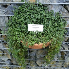 Tahitian Bridal Veil 2