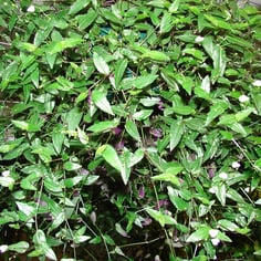 Tahitian Bridal Veil 3