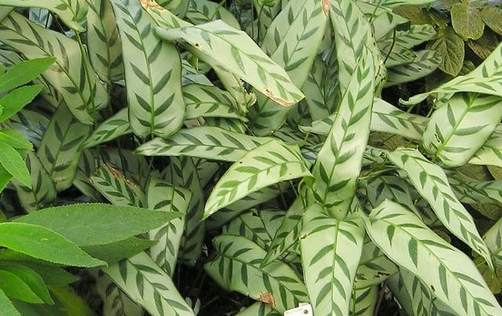 Goeppertia bachemiana