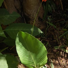 Goeppertia coccinea 2