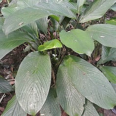 Miniature Calathea 2