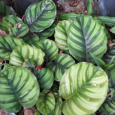 Goeppertia orbifolia 2