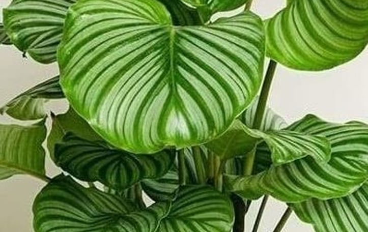 Goeppertia orbifolia