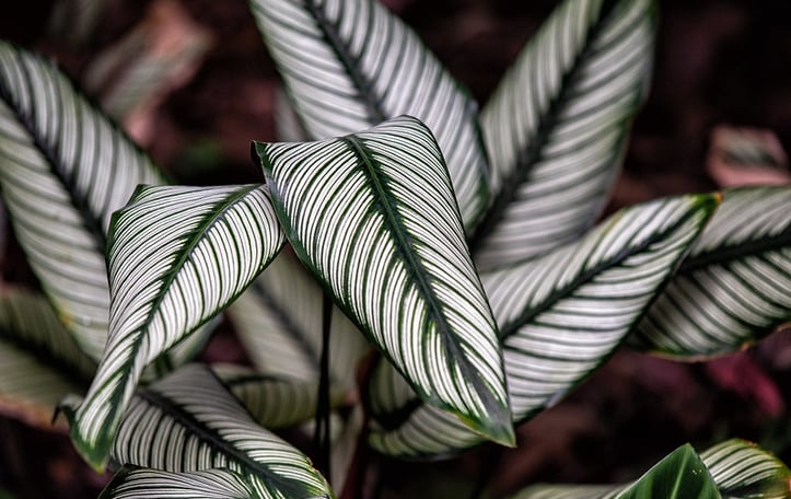 Pinstripe Calathea