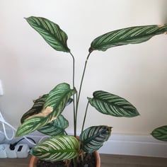 Pinstripe Calathea 2