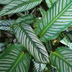 Pinstripe Calathea 3
