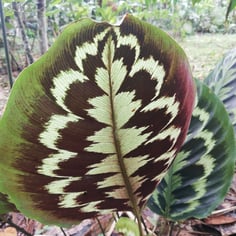 Calathea Medallion 2
