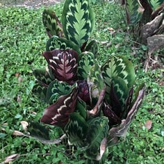 Calathea Medallion 4