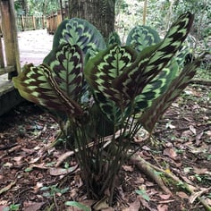 Calathea Medallion 3
