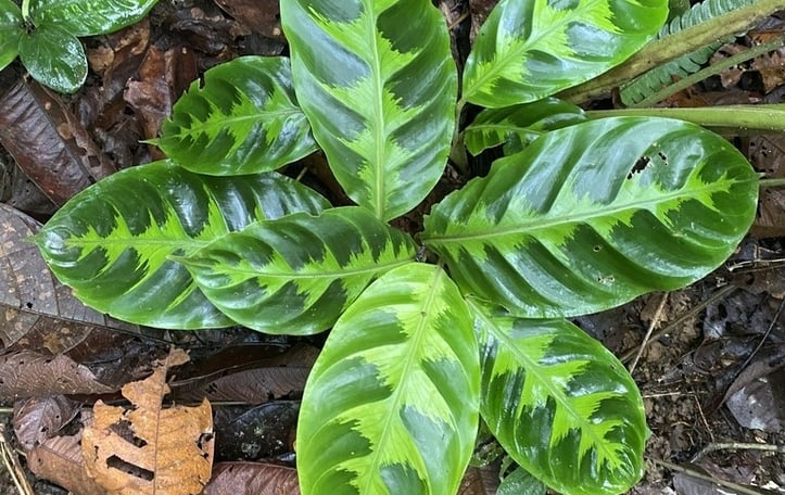 Jungle Velvet Calathea