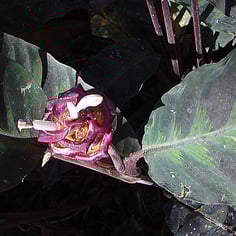 Jungle Velvet Calathea 2