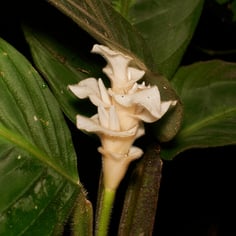 Jungle Velvet Calathea 3