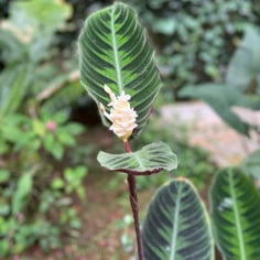 Jungle Velvet Calathea 4