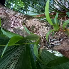 Dancing Doll Orchid 2