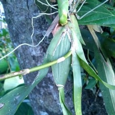 Dancing Doll Orchid 3