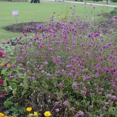 Bachelor's Buttons Fireworks 2