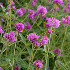 Bachelor's Buttons Fireworks 3