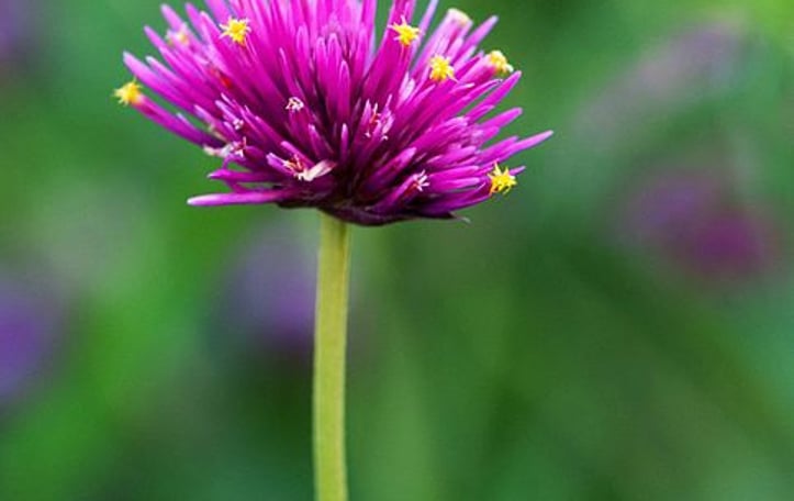 Bachelor's Buttons Fireworks
