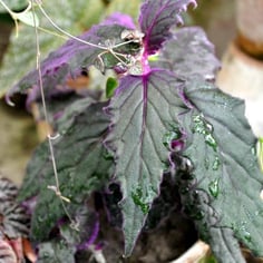 Purple Passion Vine 2