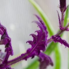 Purple Passion Vine 3