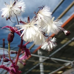 Purple Passion Vine 4