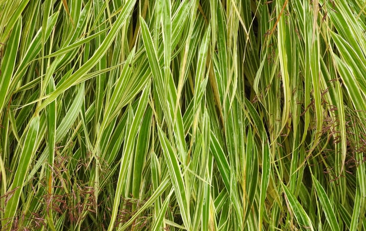 Japanese Forest Grass