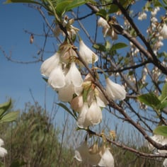 Carolina Silverbell 2