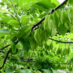 Carolina Silverbell 3