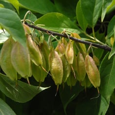 Carolina Silverbell 4