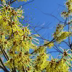 Common Witchhazel 2