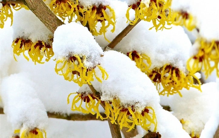 Common Witchhazel