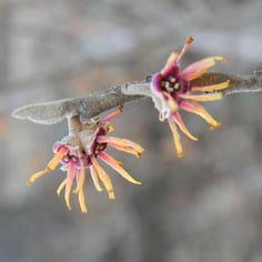 Common Witchhazel 3
