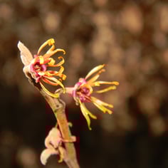 Common Witchhazel 4