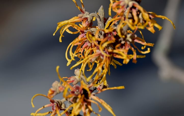 Copper Beauty Witch Hazel
