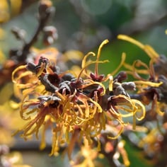 Copper Beauty Witch Hazel 2